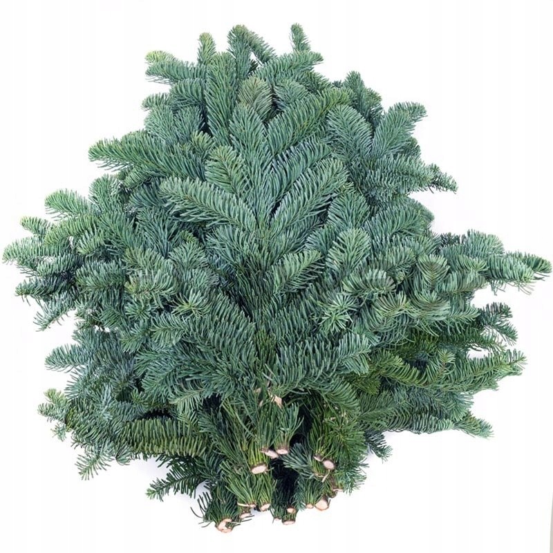 

Jodła Nobilis żywa Duńska gałęzie paczka 5 kg