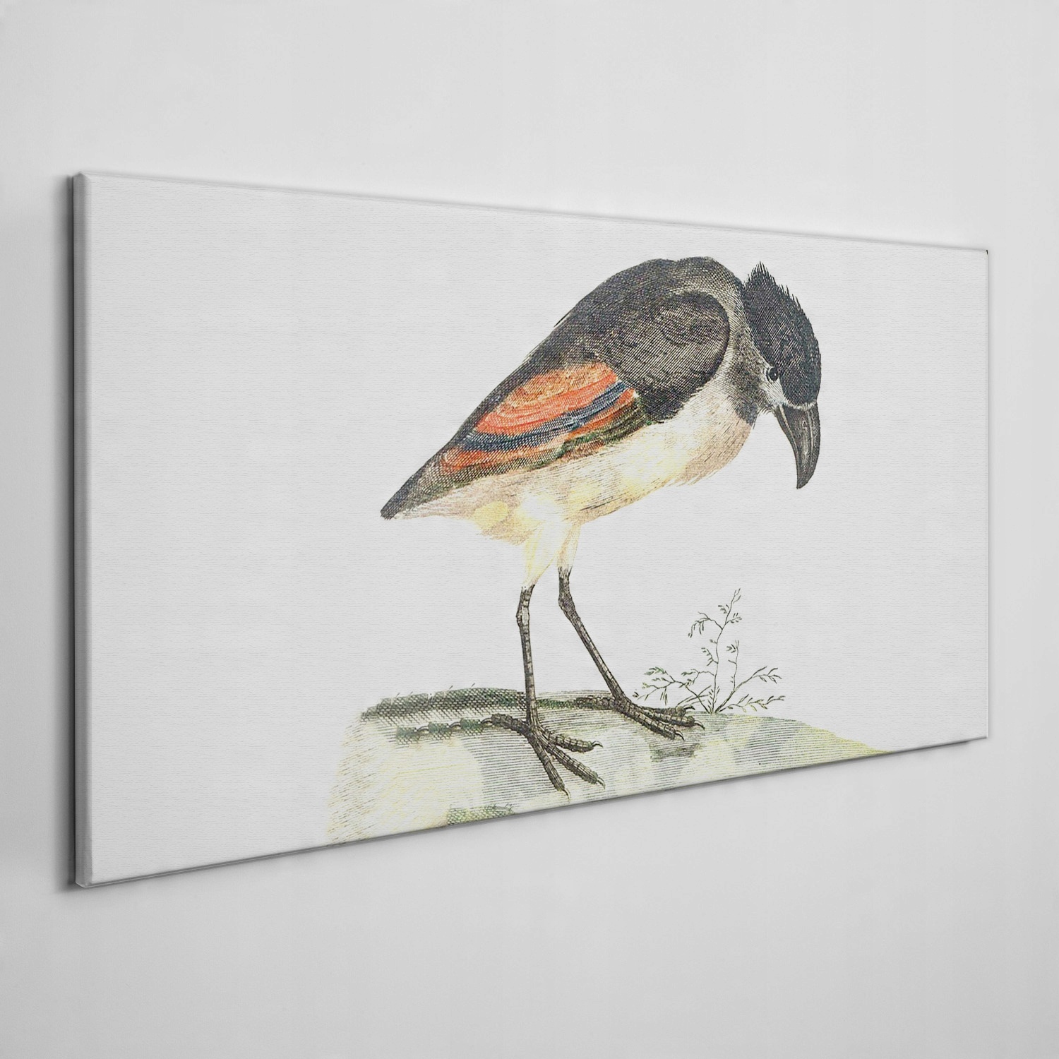 

Ścienny fotoobraz na płótnie Zwierzę ptak 120x60