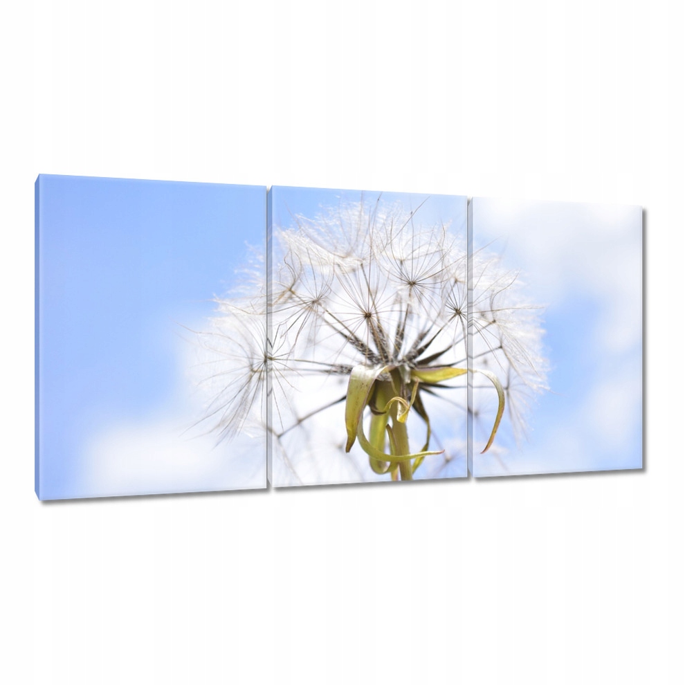 

Obrazy 120x60 Dmuchawiec Kwiat Kwiatki