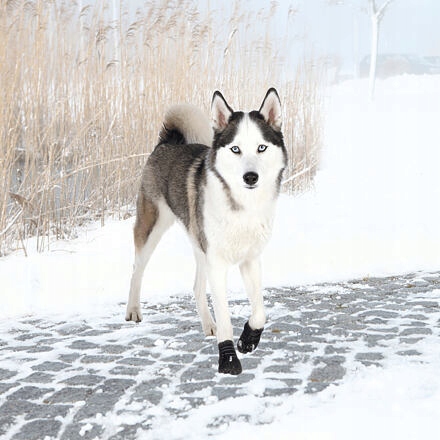 Levně Ochranné boty Walker Active, 2 ks