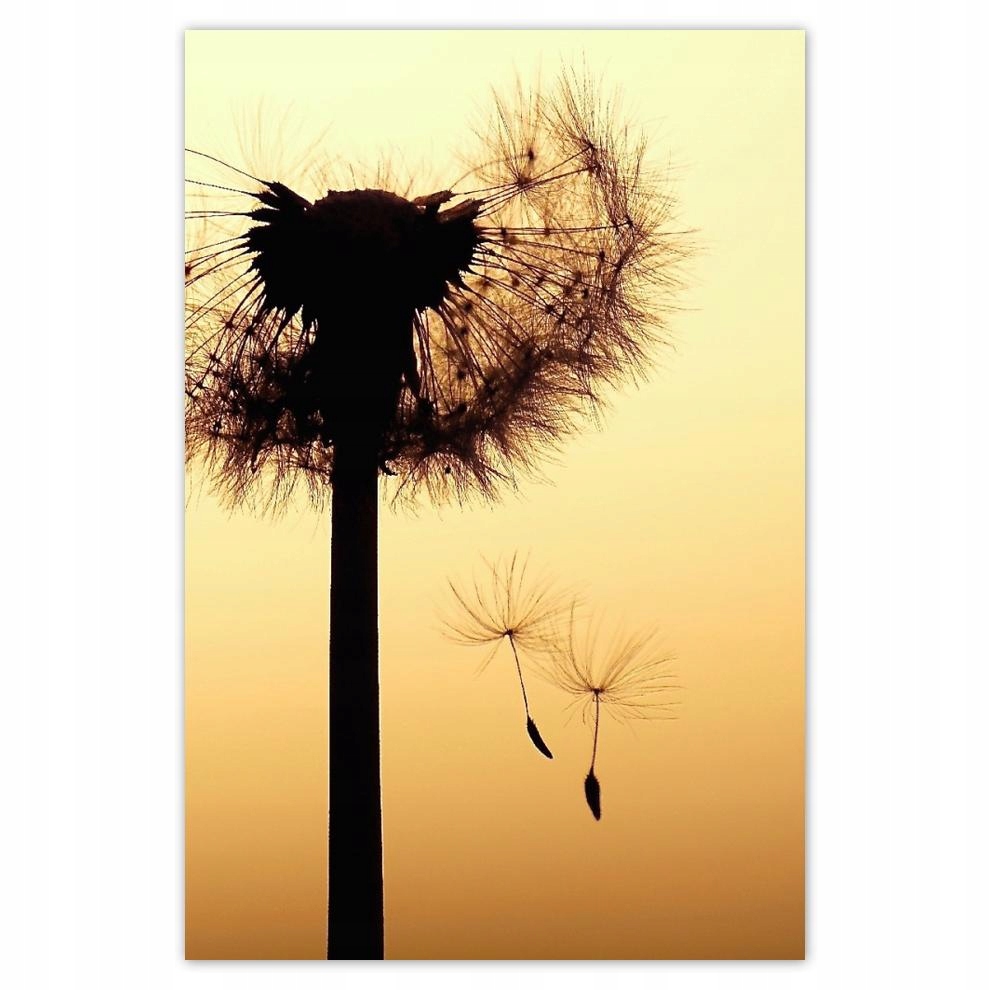 

Plakat 62x93 Dmuchawiec Kwiat Kwiatki