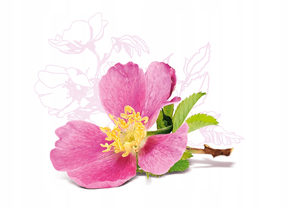 COSNATURE Naturalny odżywczy balsam do ciała RÓŻA Marka Cosnature