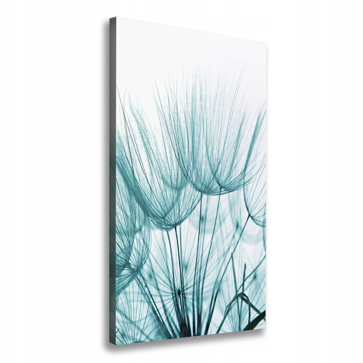 

Foto obraz na płótnie Nasiona dmuchawca 70x140 cm