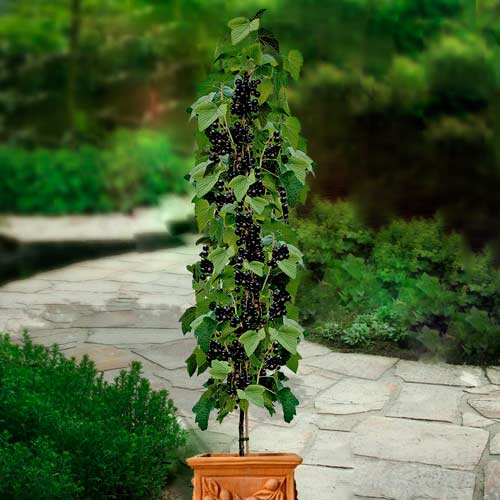 Porzeczka PA czarna Titania 178