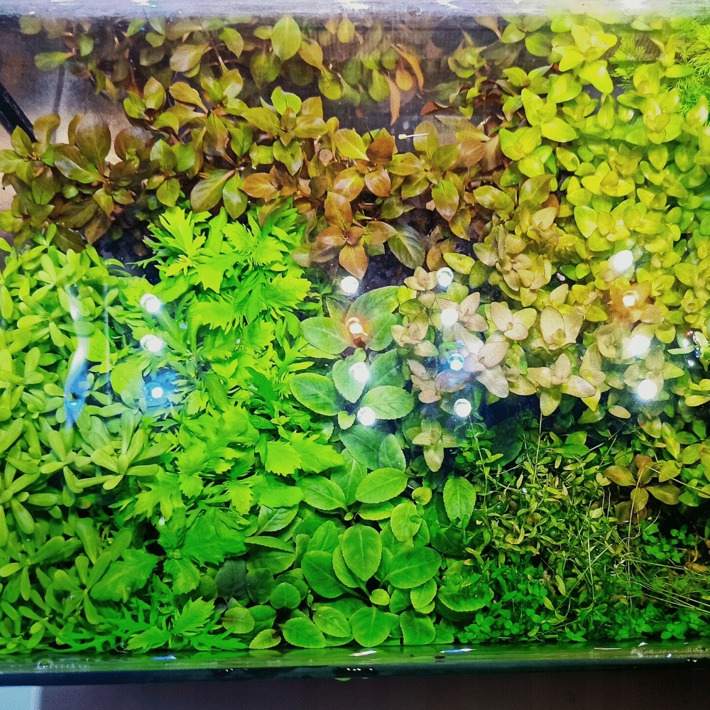 ZESTAW ROŚLIN ŁATWYCH W HODOWLI - 7 GATUNKÓW (BEZ KOSZYCZKÓW)