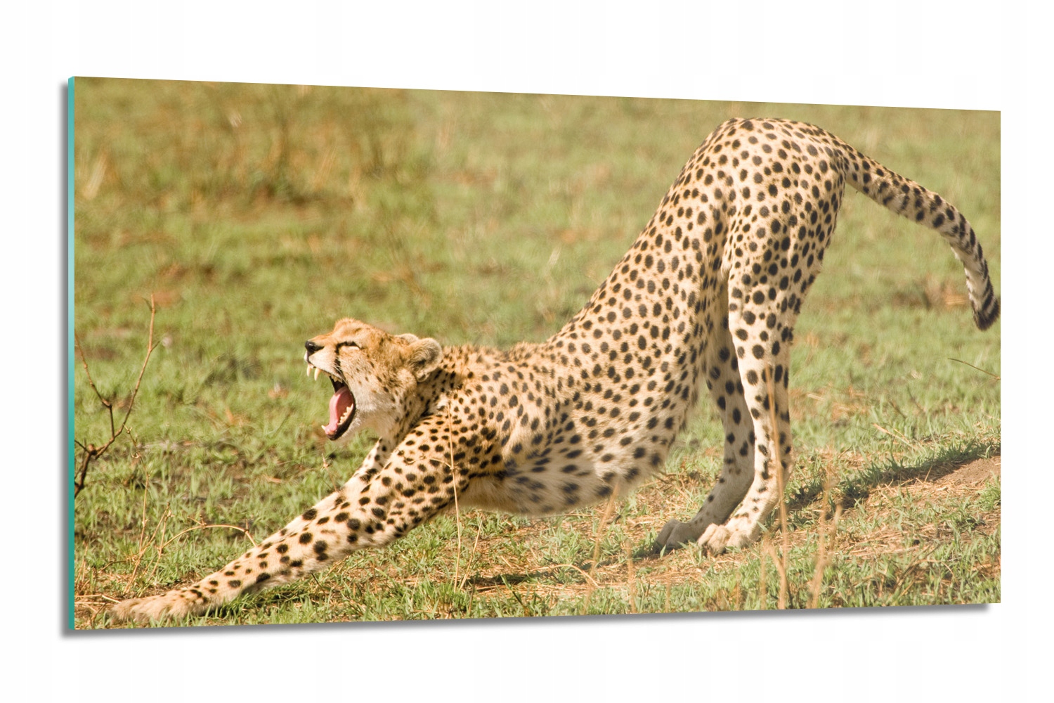 dekor Gepard příroda s grafikou 120x60 s potiskem