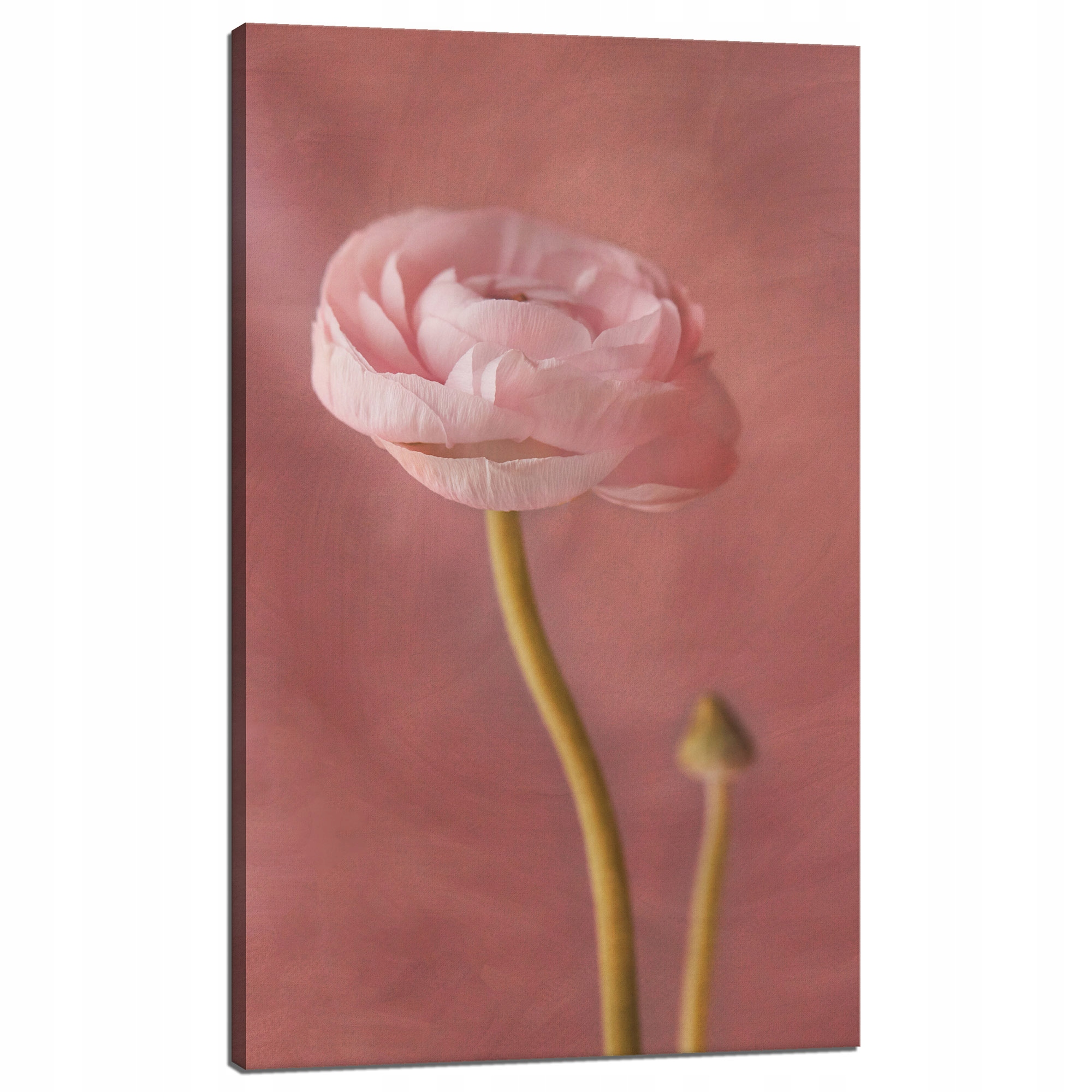 Obraz Canvas Botanika Růžová pivoňka Květina 60x100