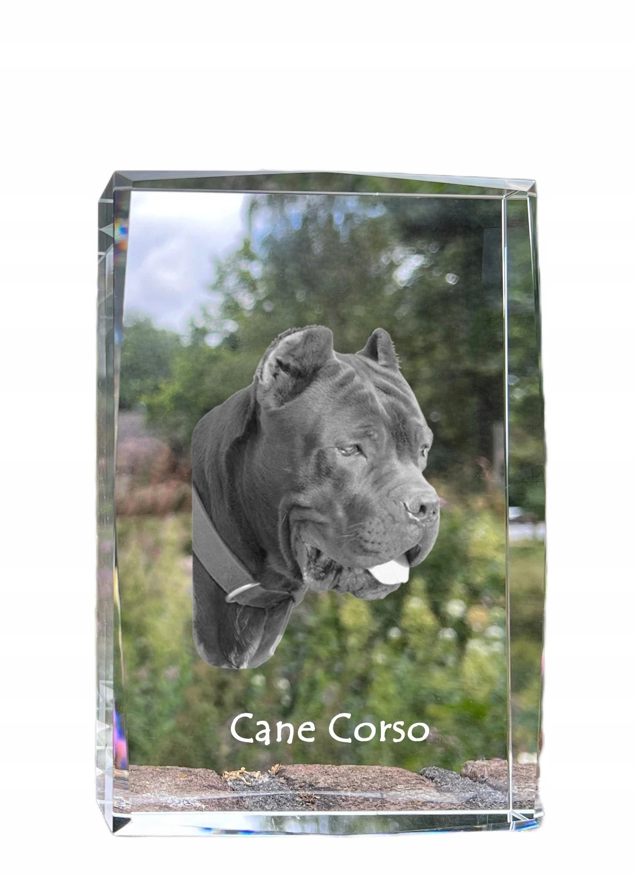 Cane Corso fotografia psa v kryštáli, suvenír, trofej, poďakovanie