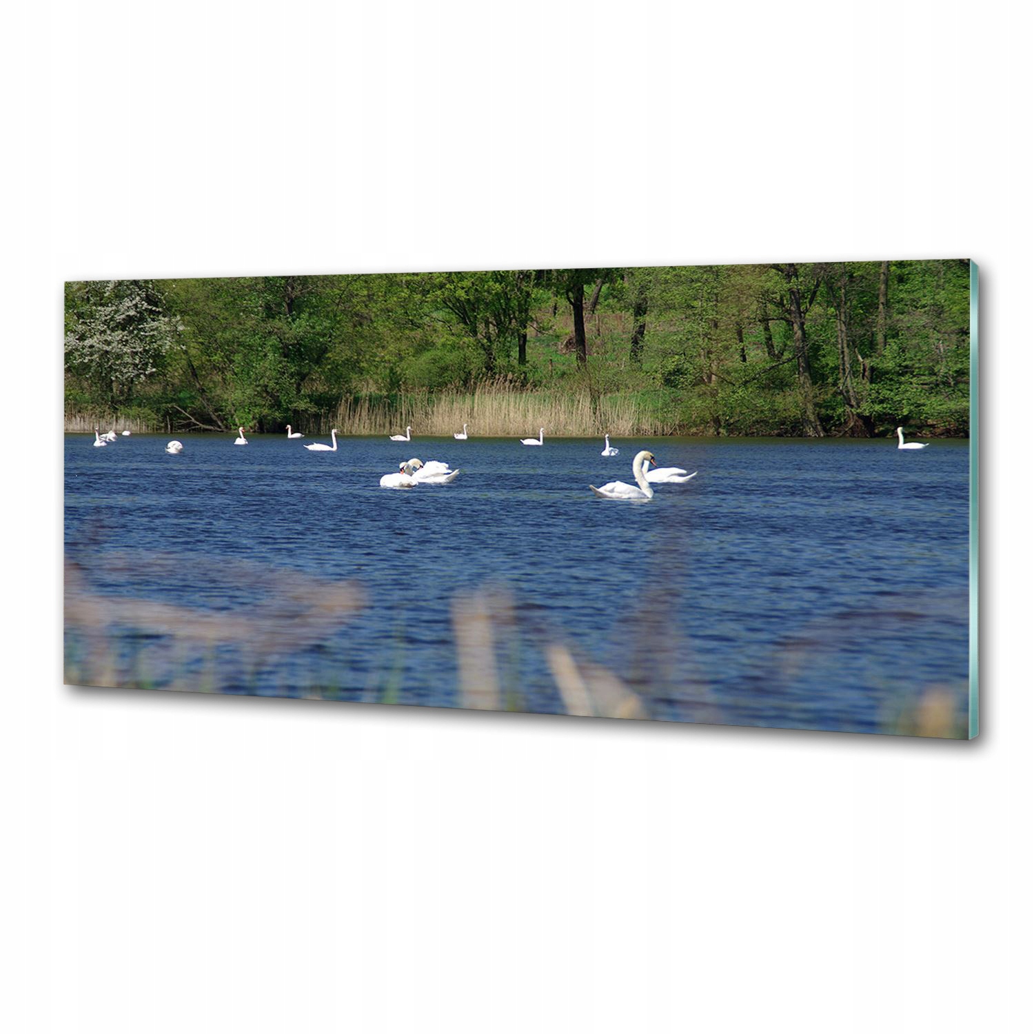 Panel do kuchyne Biele labute 125x50 cm Lepidlo
