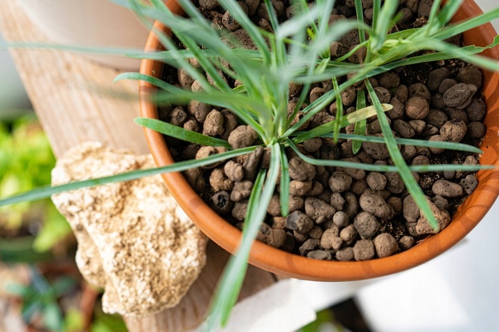 Keramzyt DROBNY 4-8mm 5l BIOVITA Marka Biovita