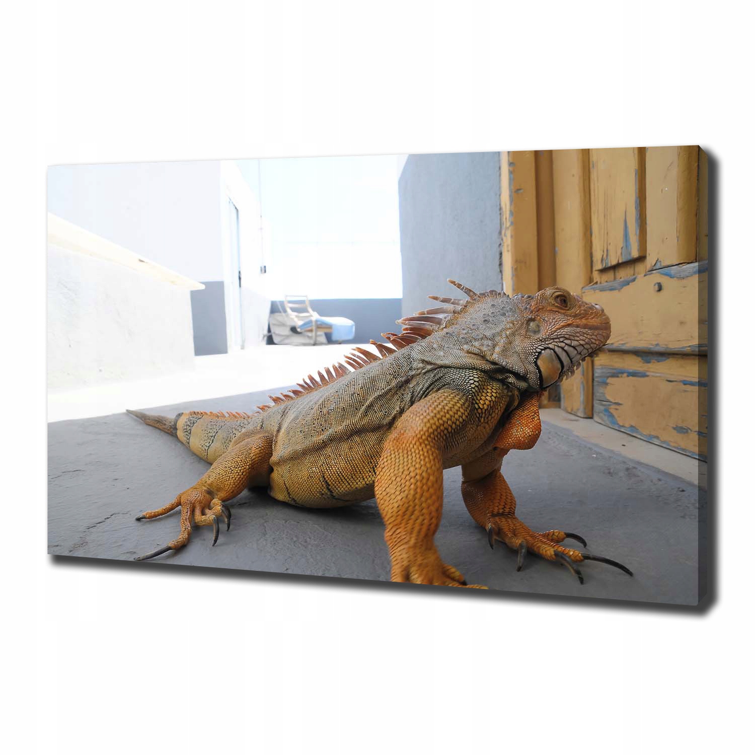 

Duży foto obraz na ścianę canvas Iguana 100x70 cm