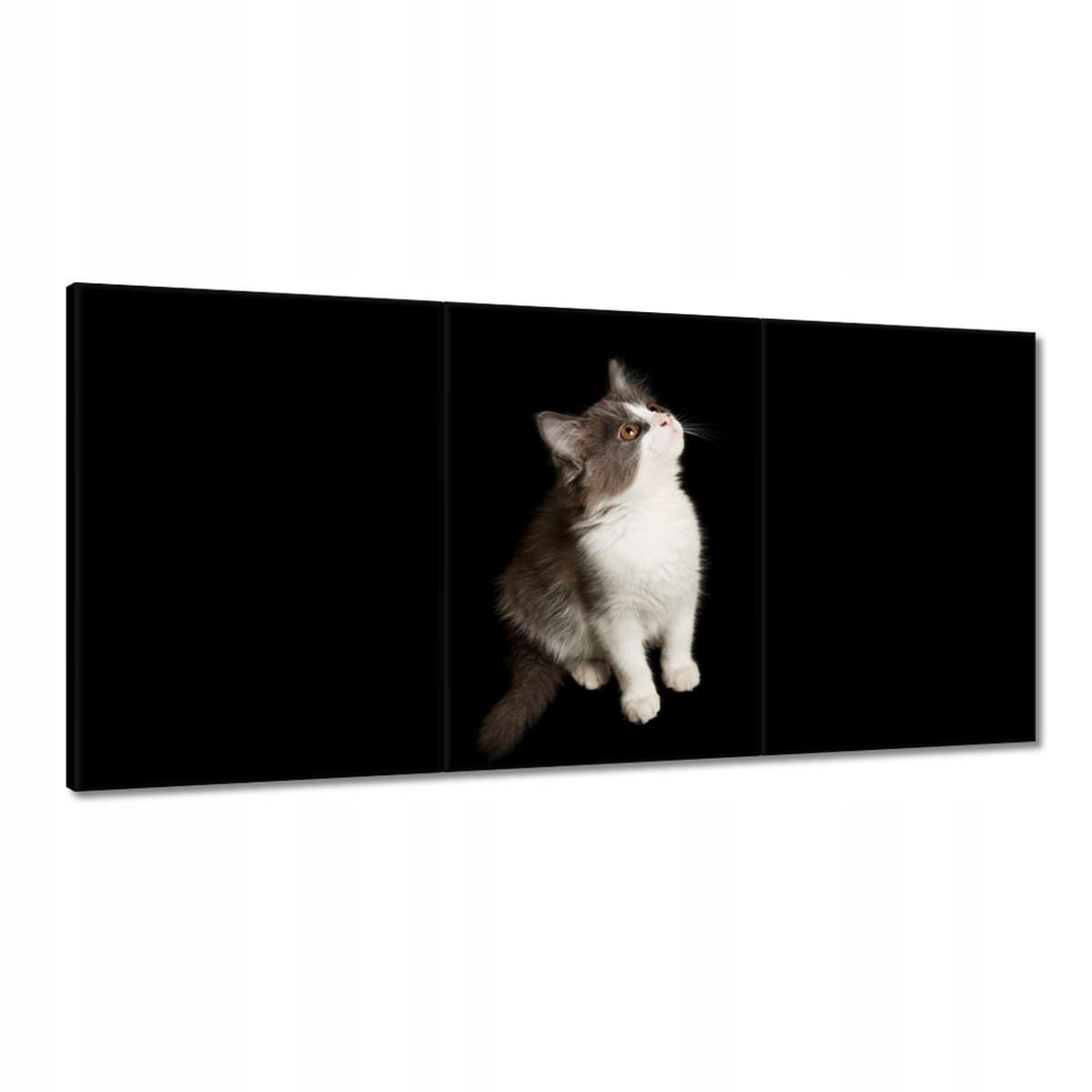 Obrazy 180x90 Roztomilé malé šedé mačiatko