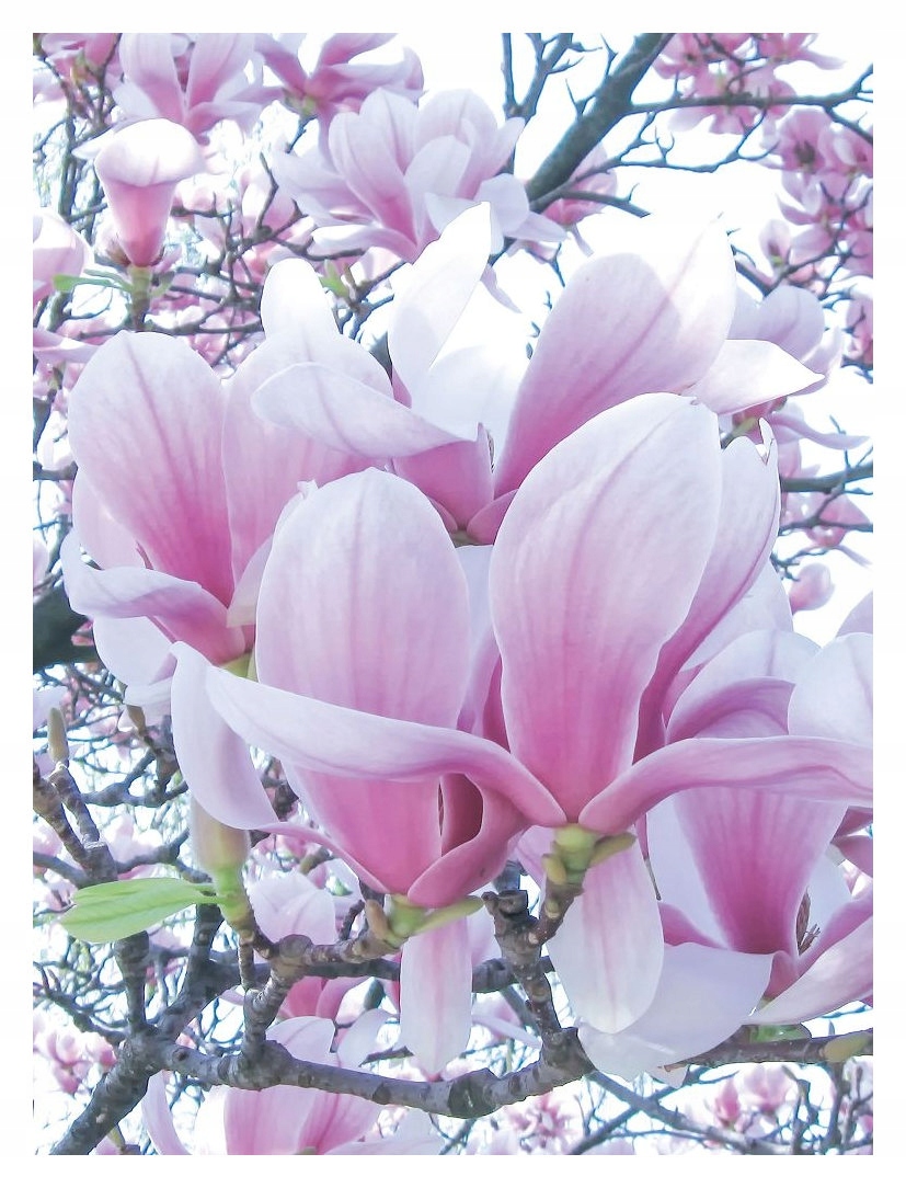 Fototapeta Magnolie ružové kvety vinyl 184x254 Pastelová elegancia lepidlo