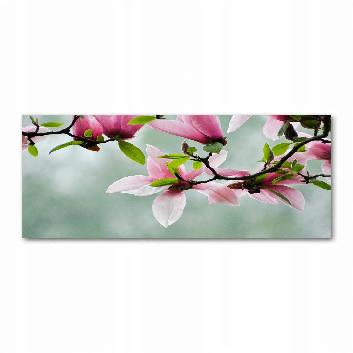 

Foto obraz duży akryl nowoczesny Magnolia 125x50cm