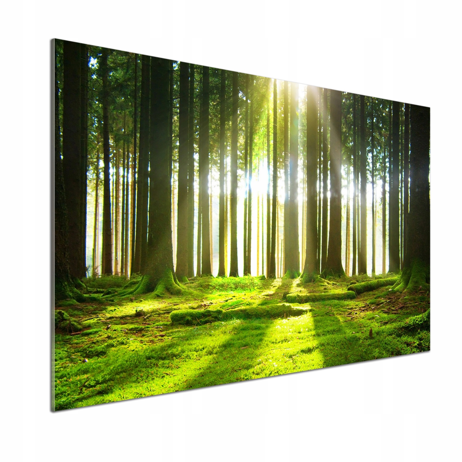 Panel dekor sklo Les na slnku 100x70 cm Lepidlo