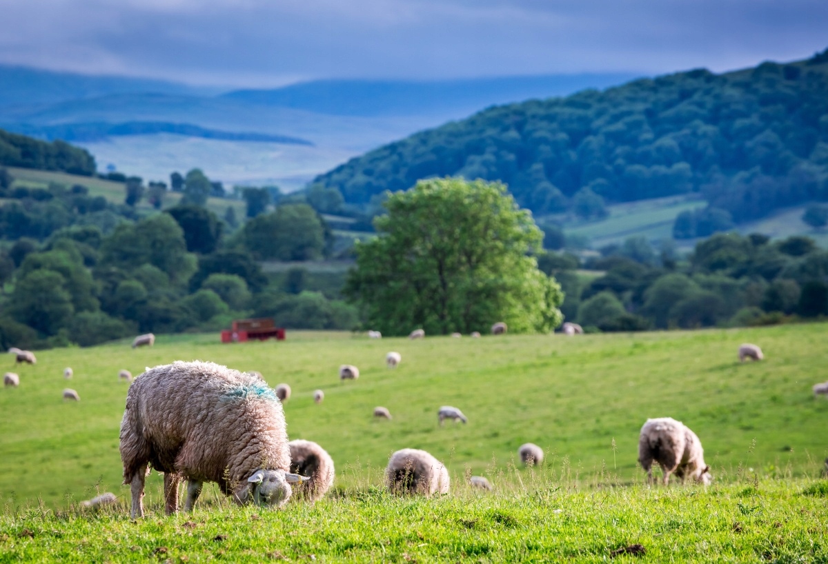

Fototapeta Flizelinowa Stado owiec - 104x70