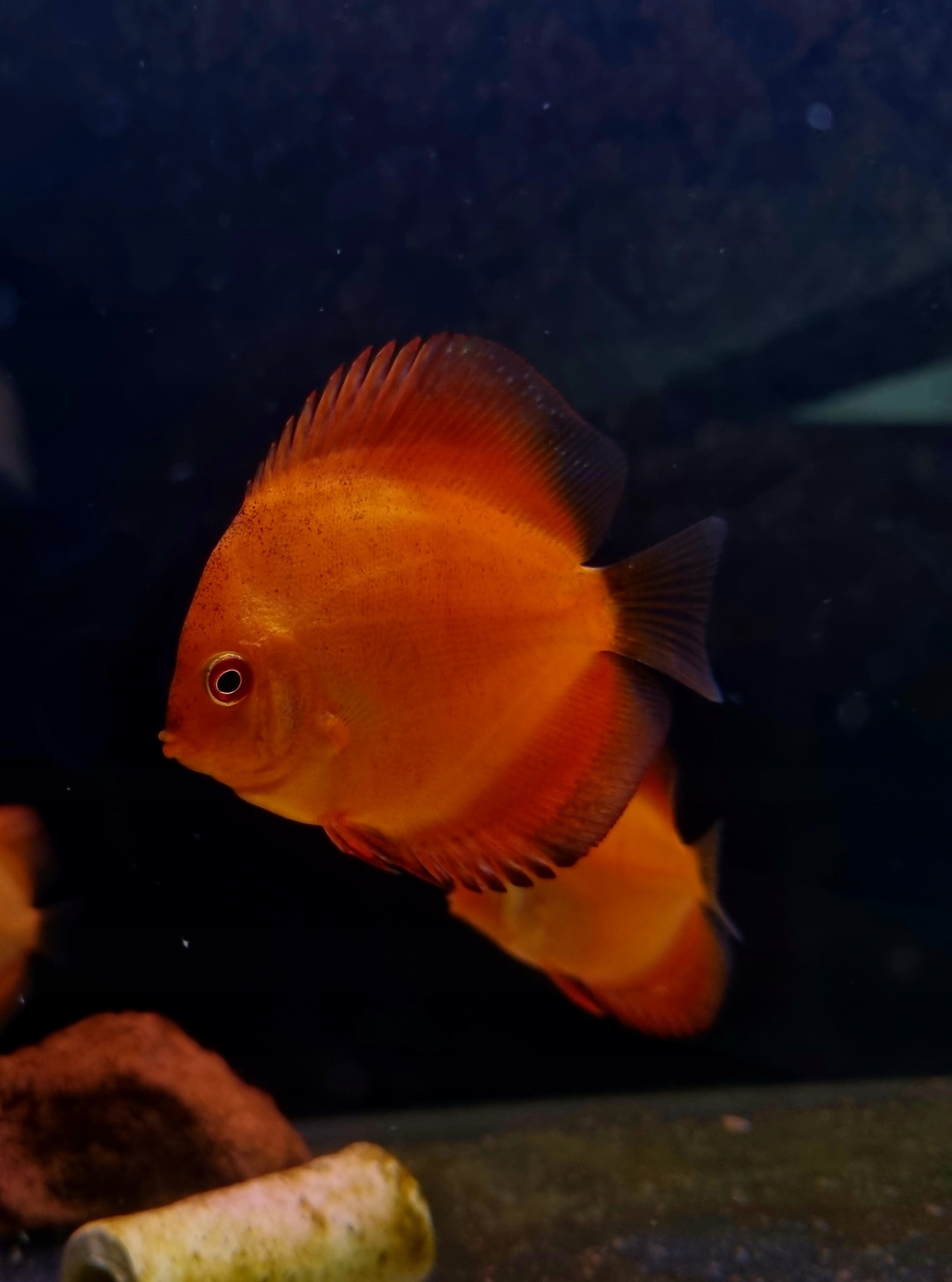 Paletka dyskowiec solid red