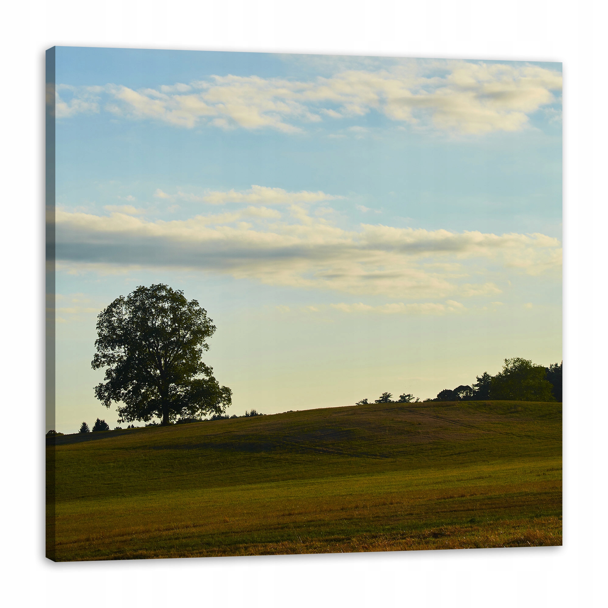 Obraz na plátně Příroda Stromek v poli 80x80 cm