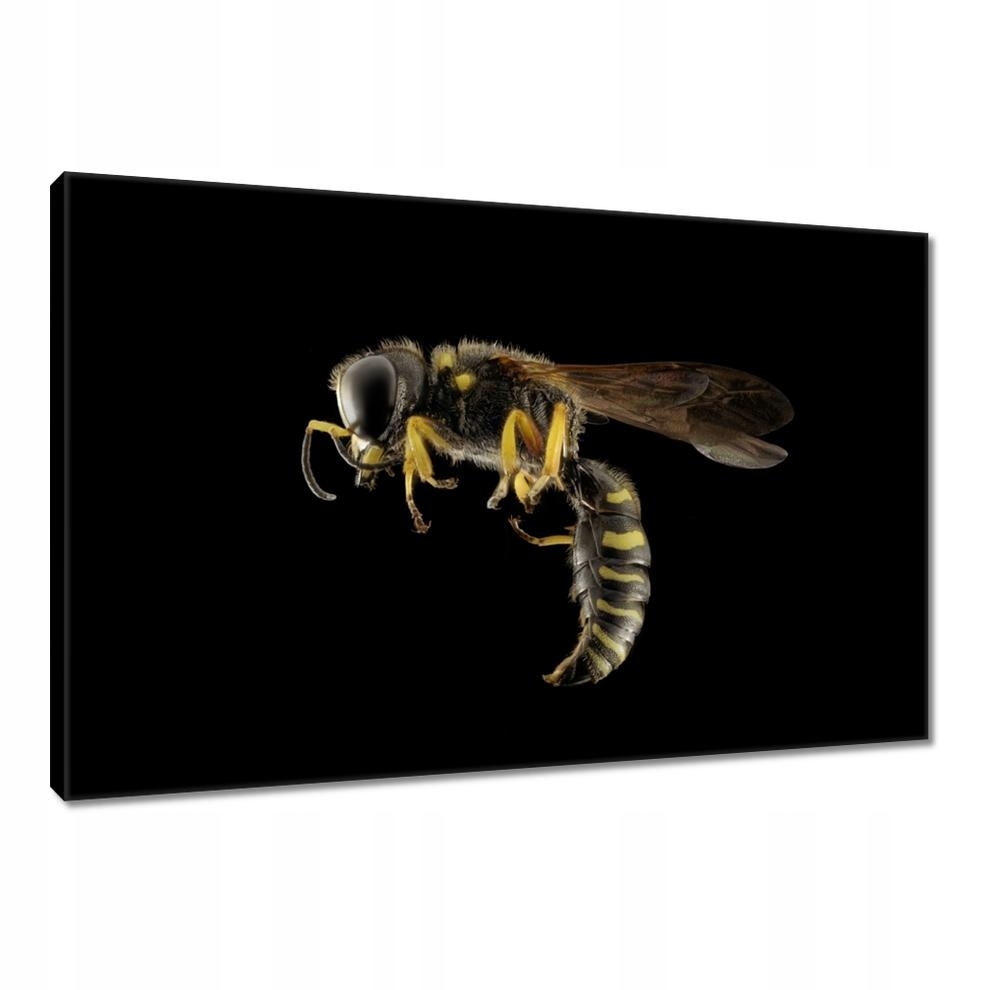 

Obrazy 90x60 Osa
