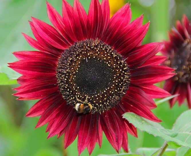 SLNEČNICA OKRASNÁ RED SUN – ČERVENÝ HELIANTHUS