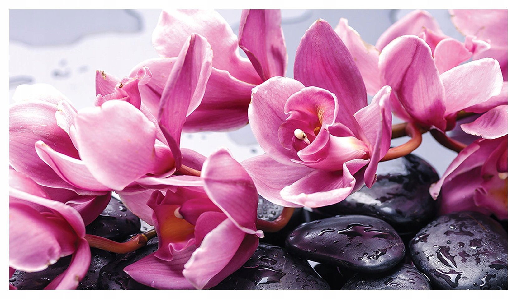 Fototapeta Růžové orchideje Kameny Ros vinylová 254x184 lepidlo