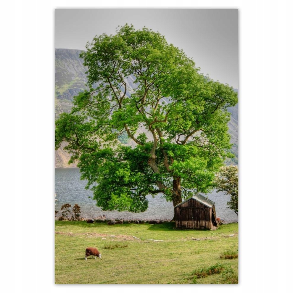 

Plakaty 40x60 Silne drzewo
