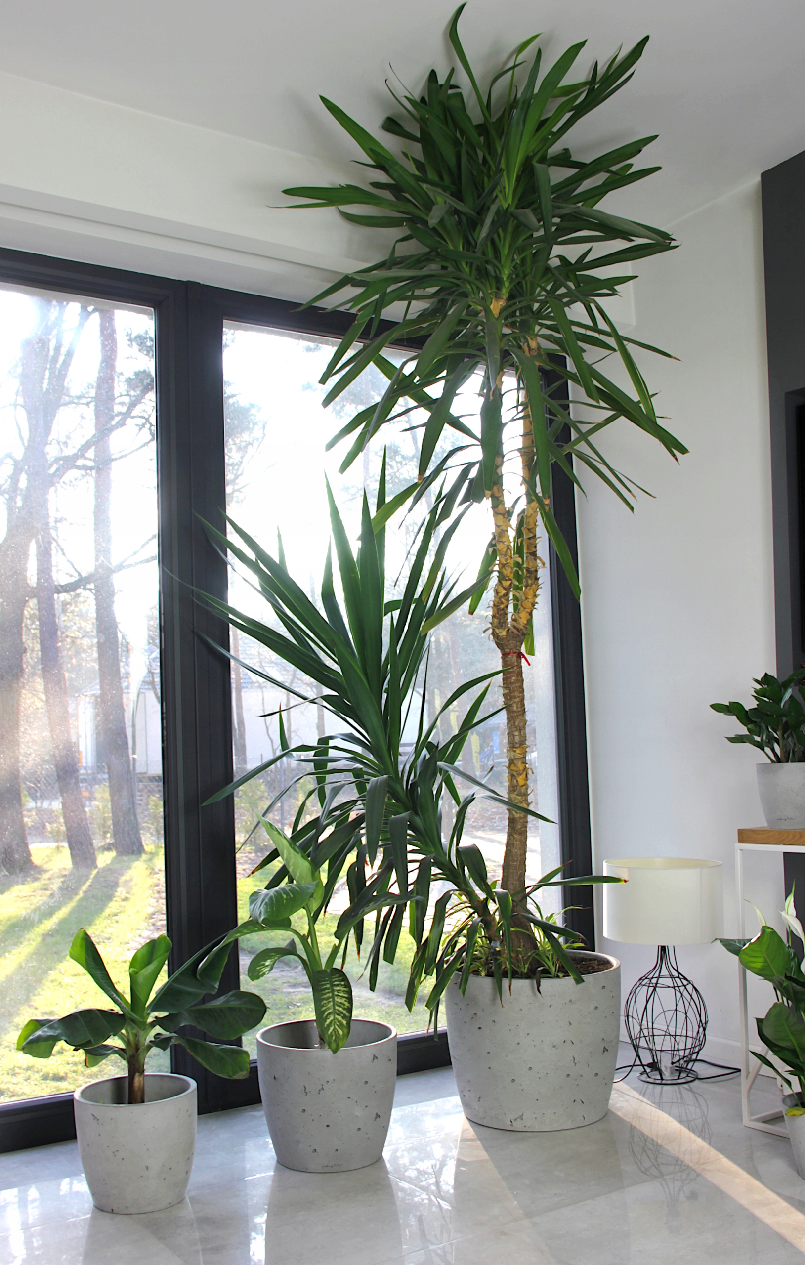 SOLARA 3XL 500 -DUŻA DONICA OKRĄGŁA BETONOWA Kształt okrągły