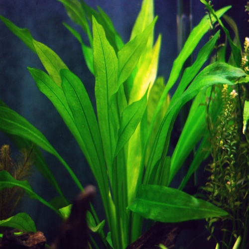 Echinodorus amazonicus - RA koszyk duży XXL