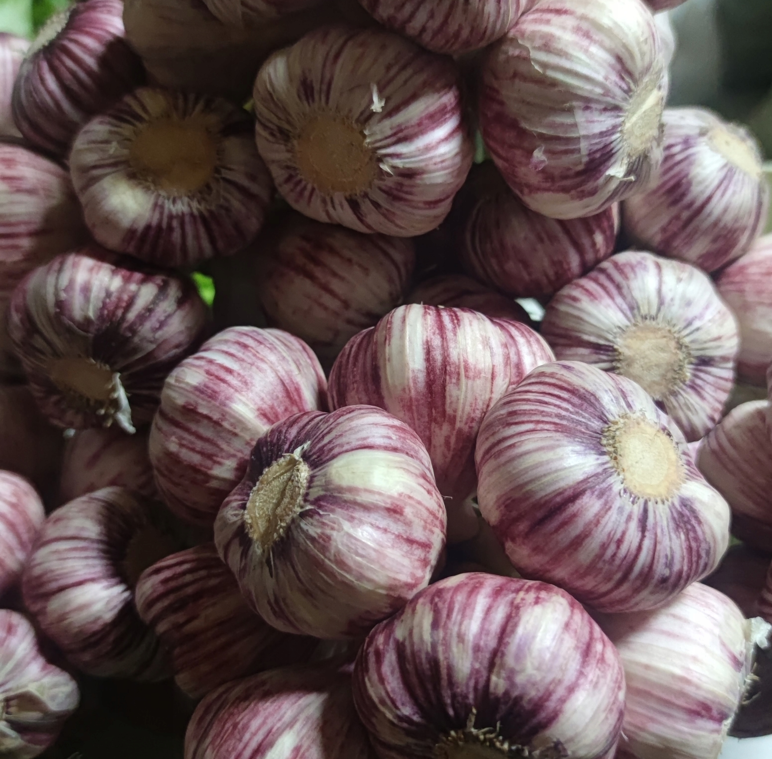 Česnek polský 10 kusů Harnaś