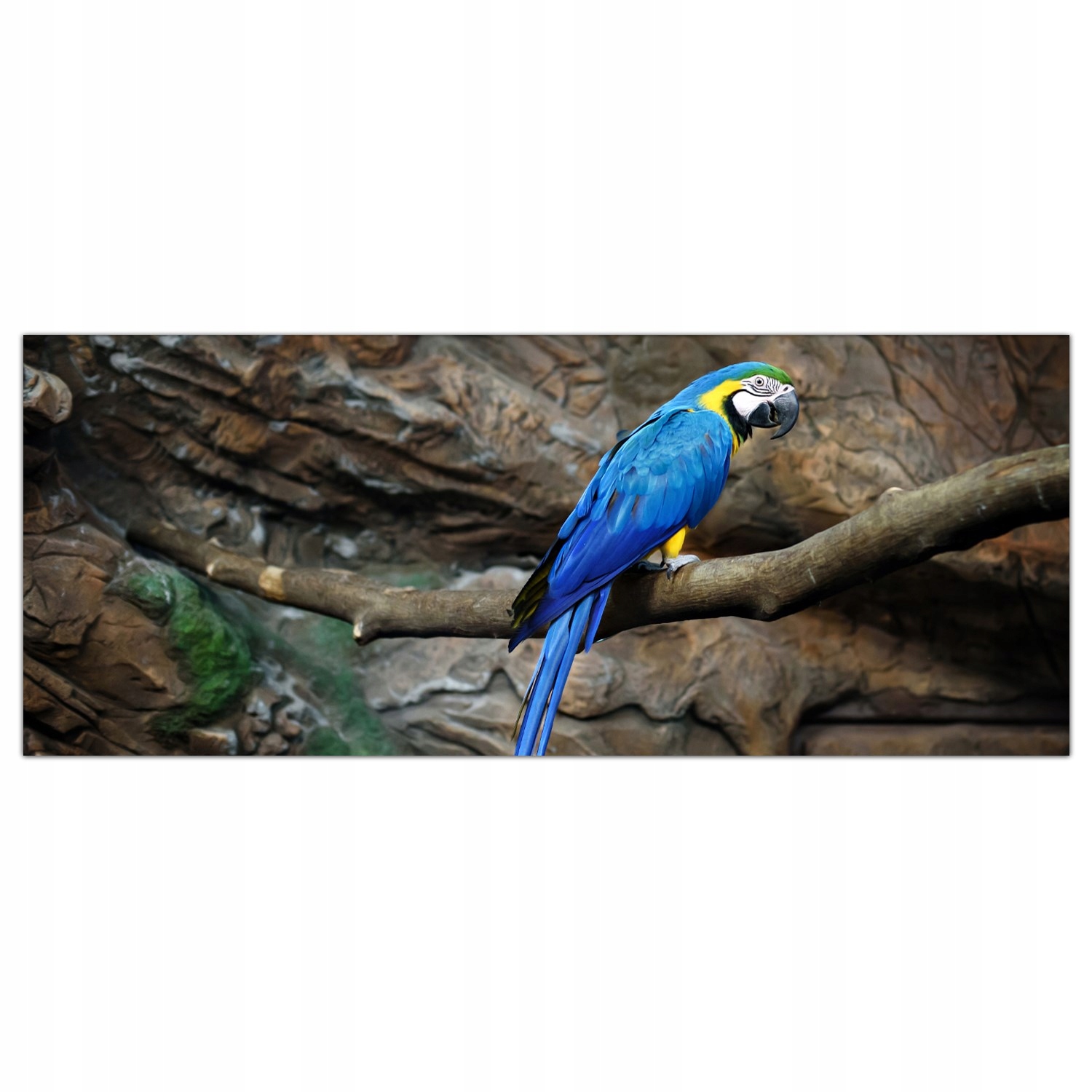 

Obraz na szkle Foto Papugi Ptaki Zwierzęta 125x50