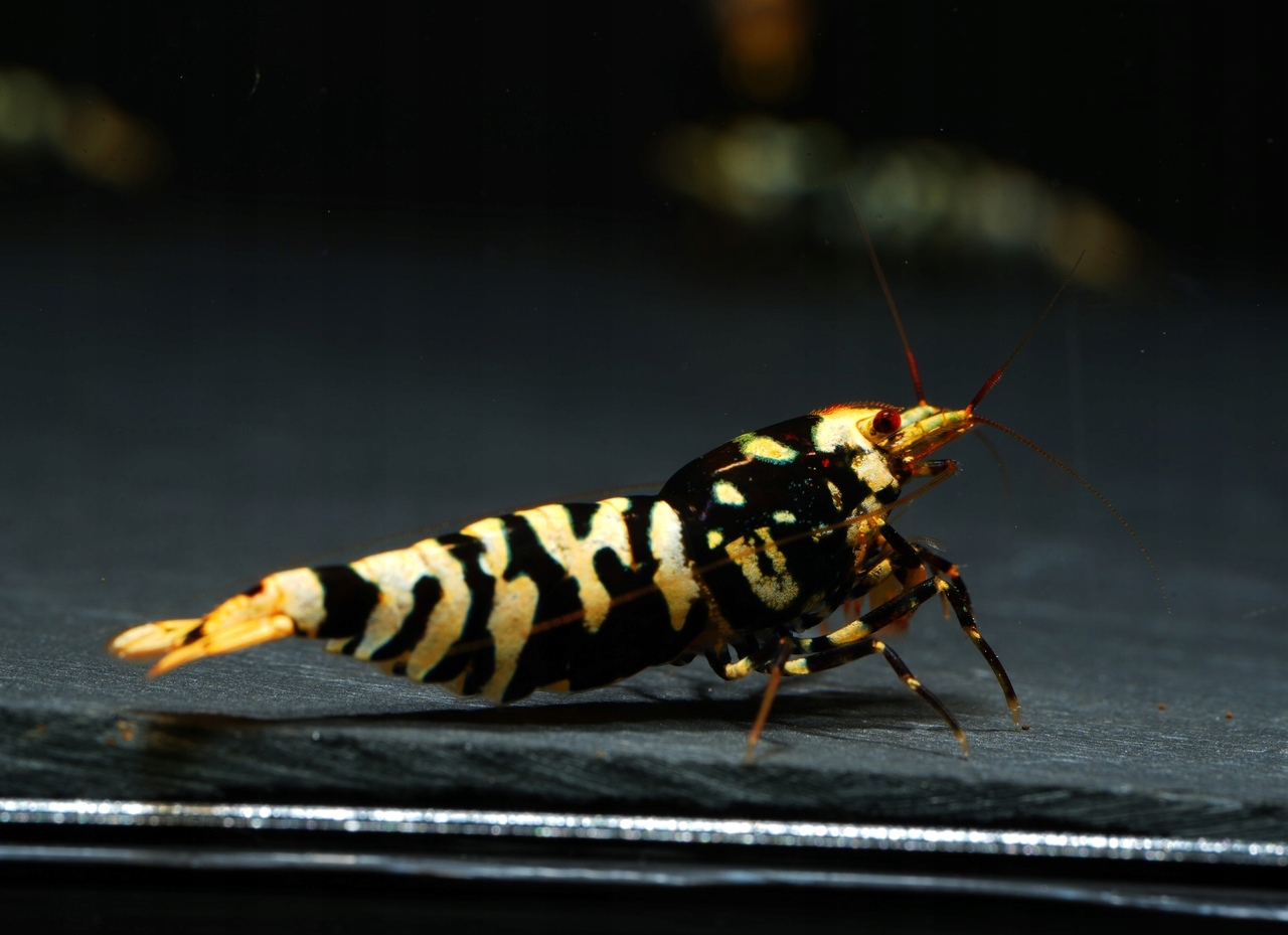 Krewetki Black Fancy Tiger Poselekcyjne