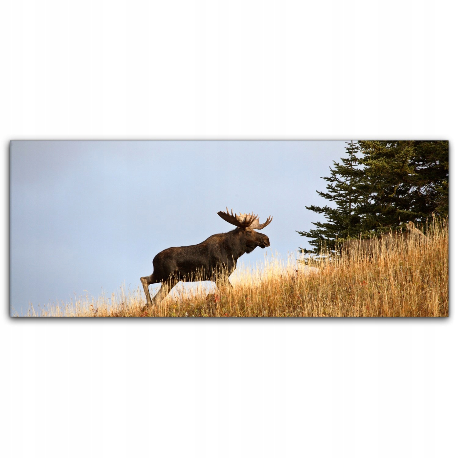 

Canvas na ramie na ścianę 125x50 Byk Łoś Wzgórze