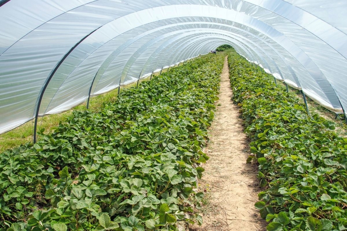 FOLIA OGRODNICZA TUNELOWA NA TUNEL OGRODOWY WARZYWA 6x33m zielona 4 sezony Długość (cm) 3300