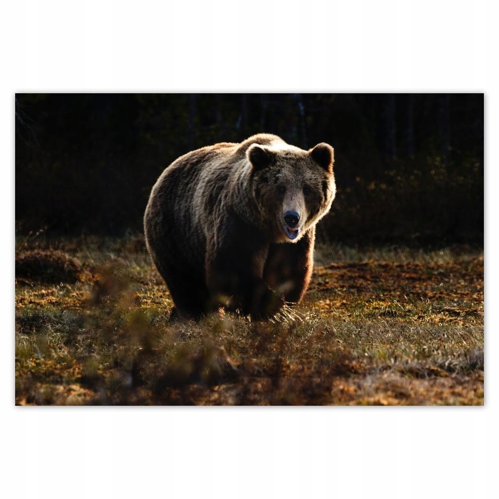 

Plakat 93x62 Zwierzęta Zwierzątka