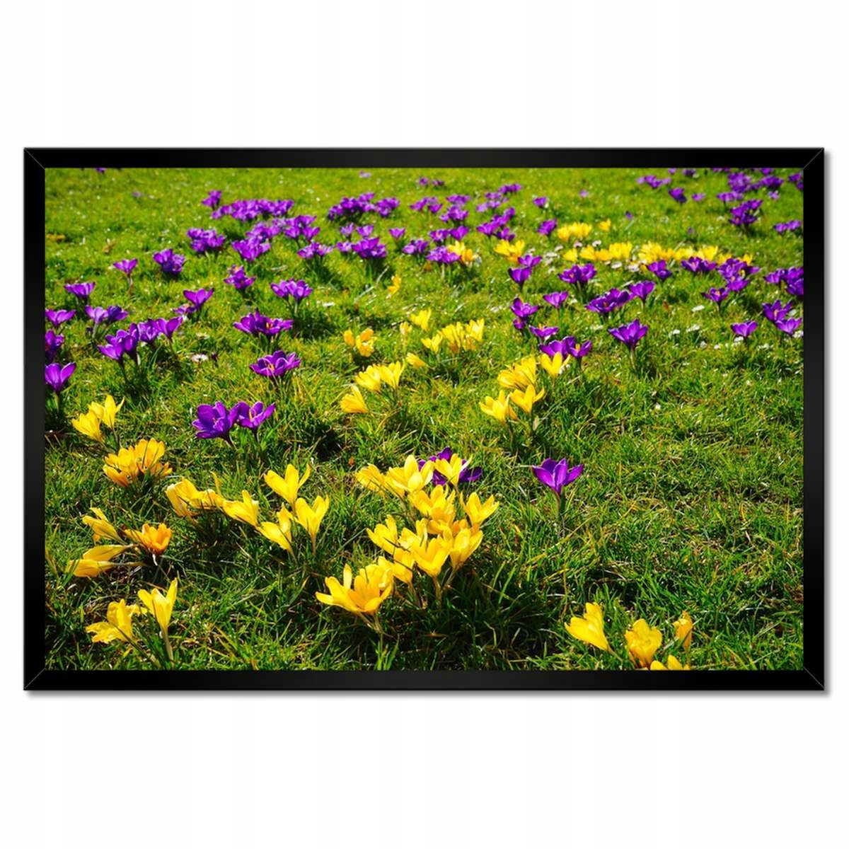Plakáty v rámu 60x40 Krokusy na louce