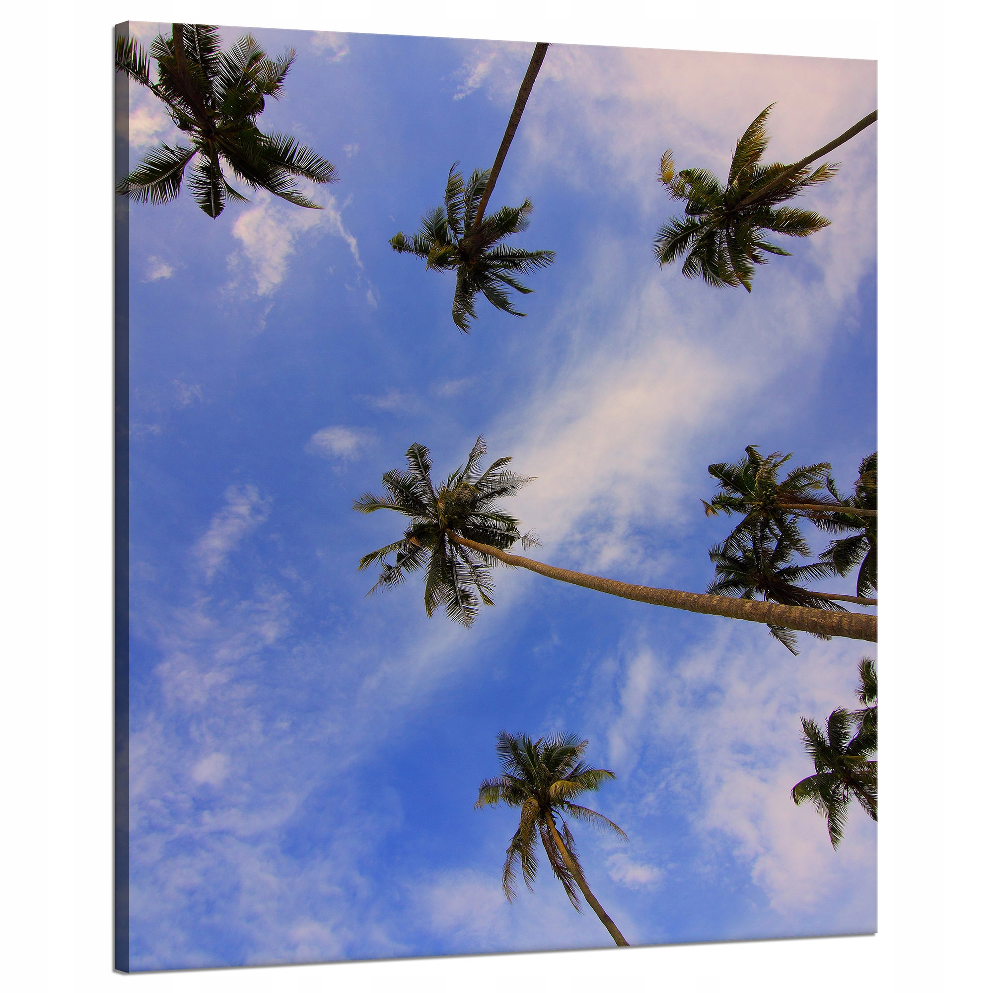 Obraz na plátně Příroda Kokosové palmy 80x100 cm