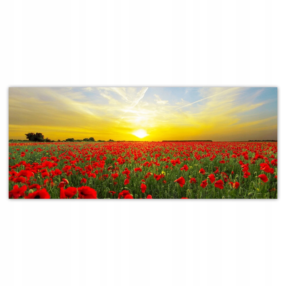 

Fototapety flizelina 250x104 Pole maków