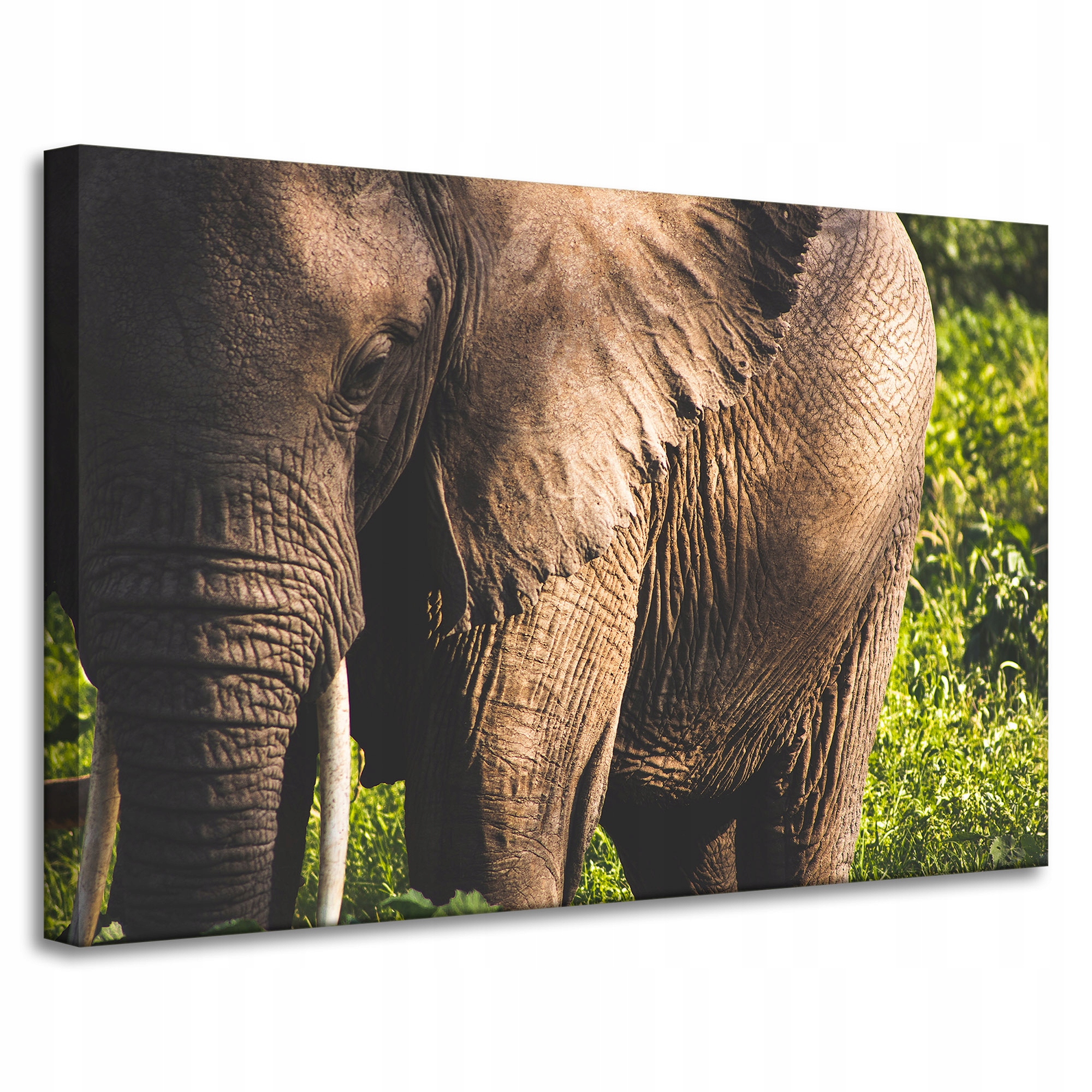 Obraz Canvas Zvířata Slon na plátně 90x60 cm