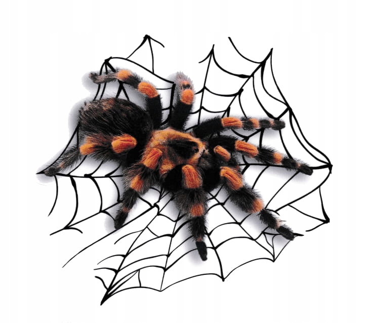 

Tarantula Naklejka Na Samochód