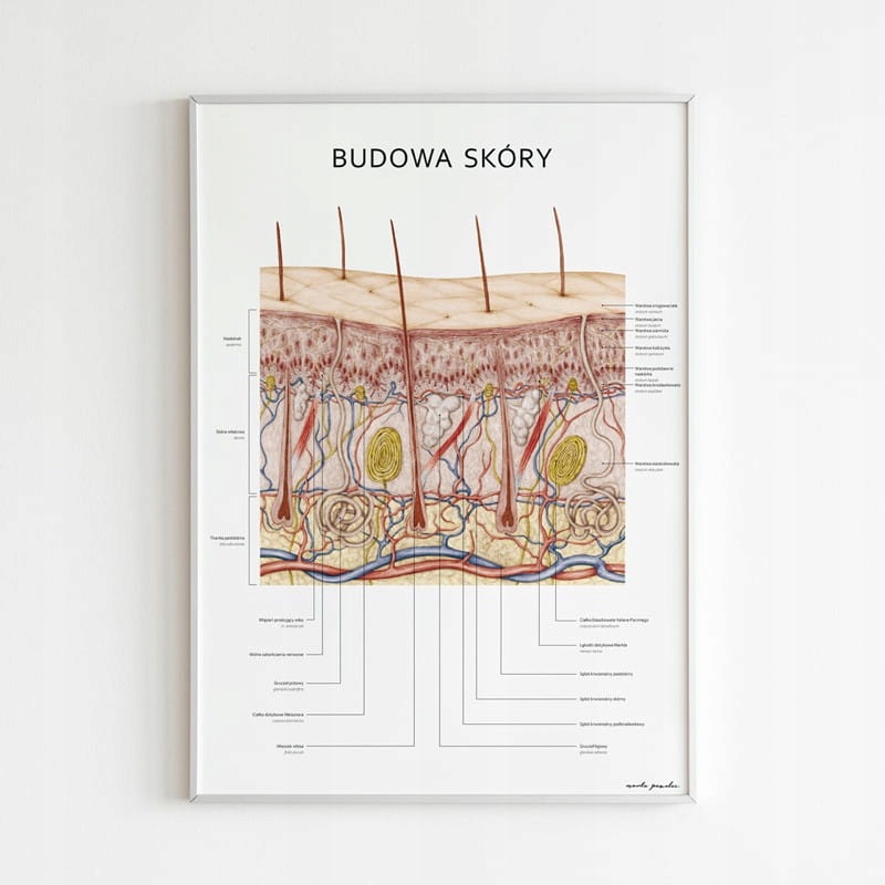 

Plakat anatomiczny Budowa Skóry