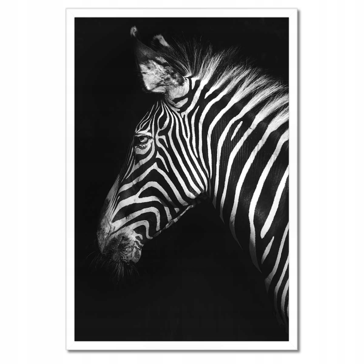Plakáty v rámu 40x60 Zebra stepní zvíře
