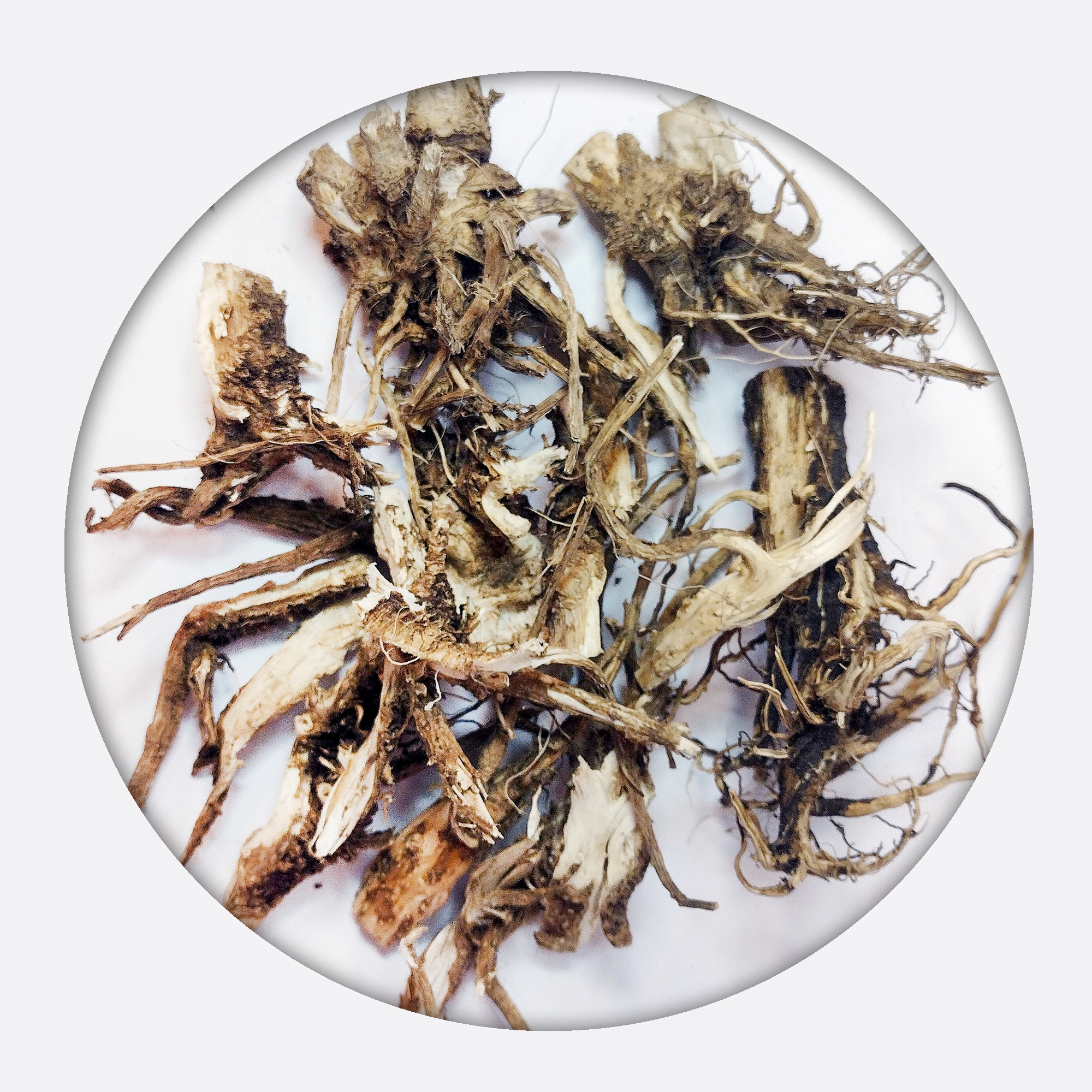 Levně Štětec obecný Dipsacus fullonum Celý kořen Mystic.Garden 100 g