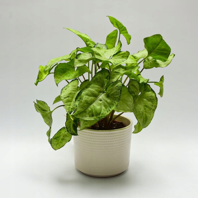 Osłonka Ceramiczna Kafelkowa Kremowa Rodzaj osłonka