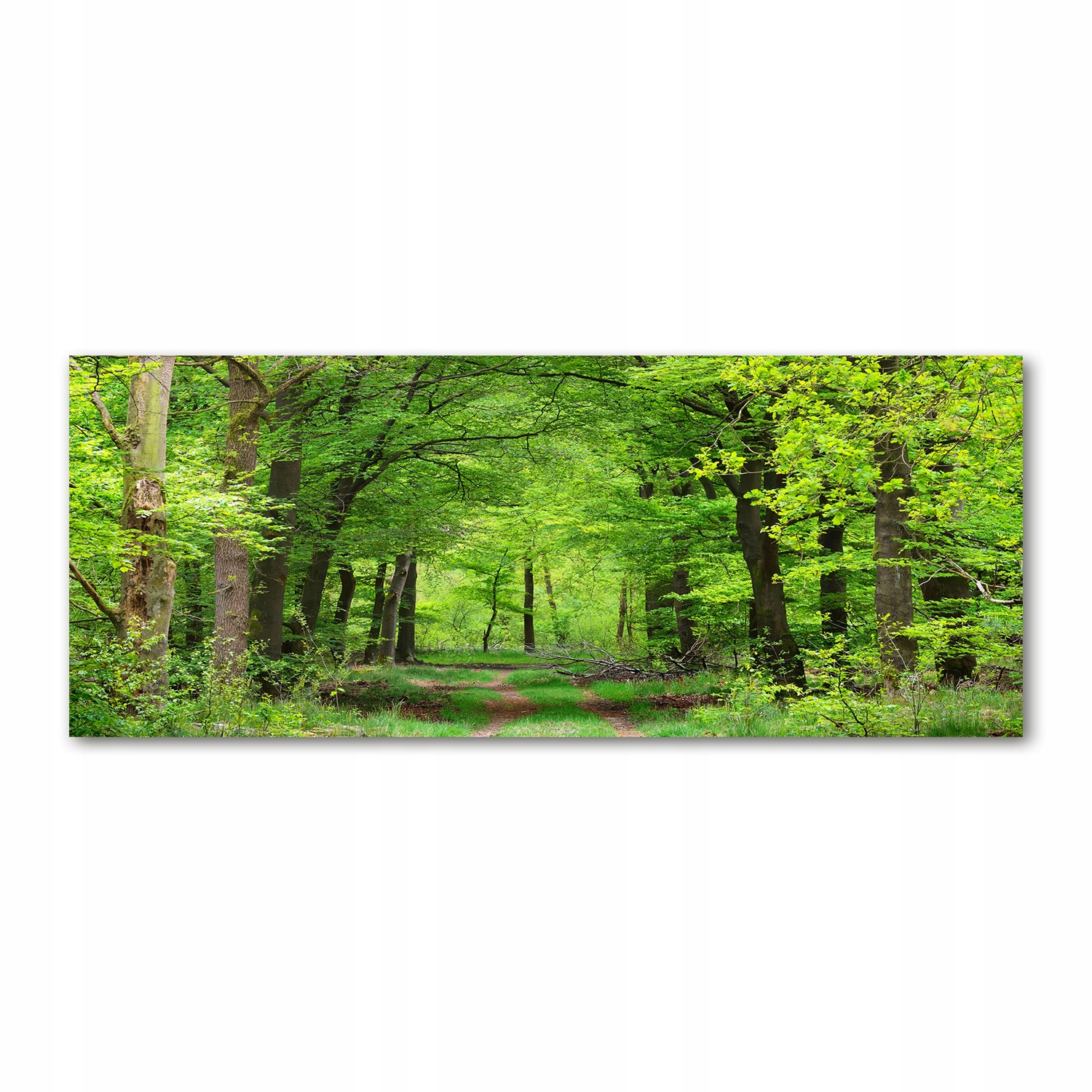 

Foto obraz akryl zdjęcie Wiosenny las 125x50 cm