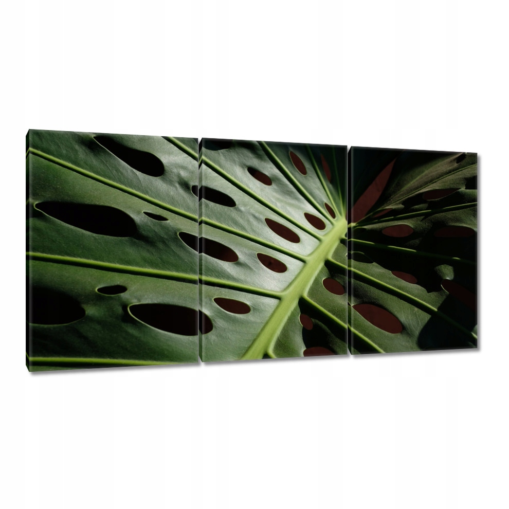 

Obrazy 120x60 Liście Mosntera dziurawa