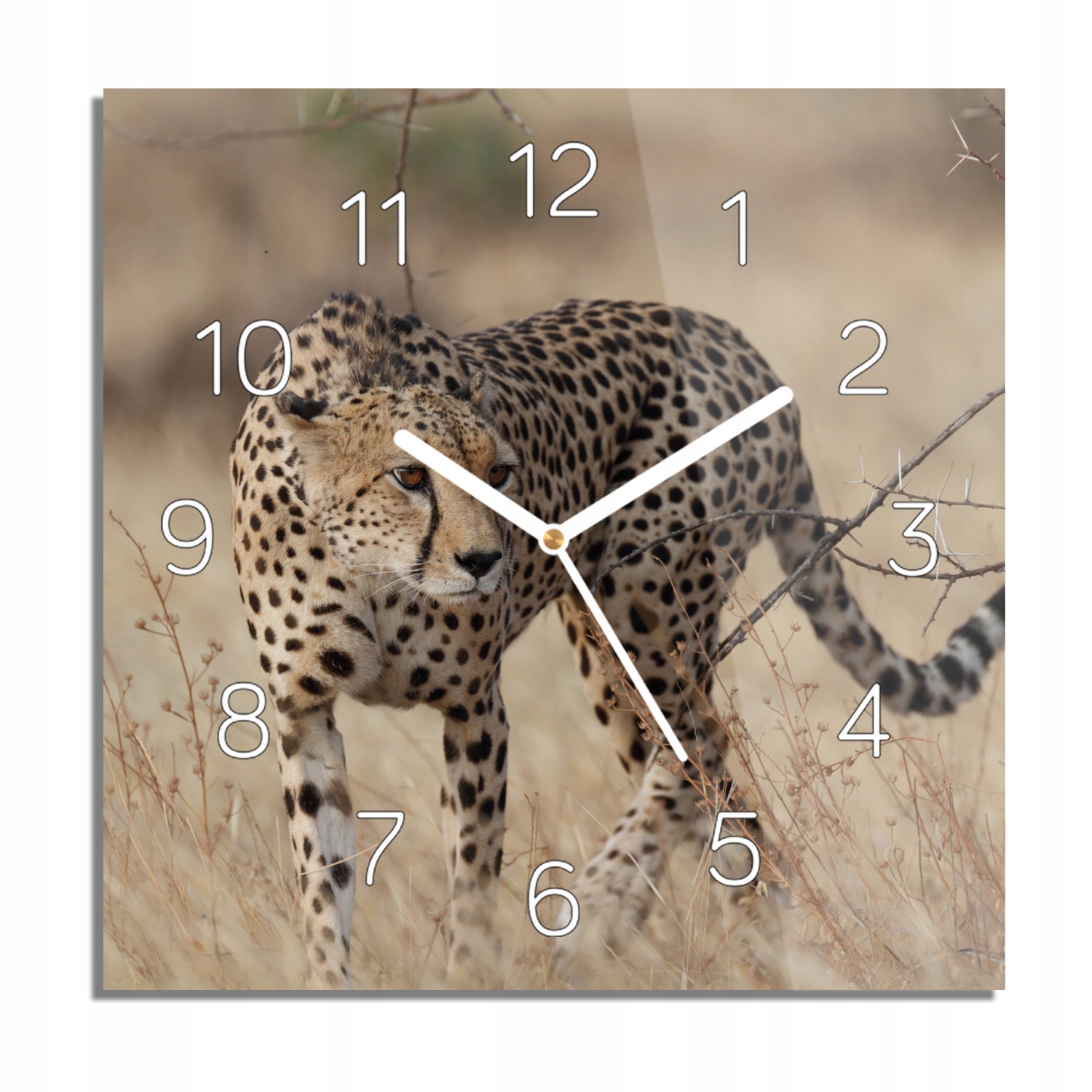 

Polujący gepard foto-zegar z grafiką 30x30 z foto