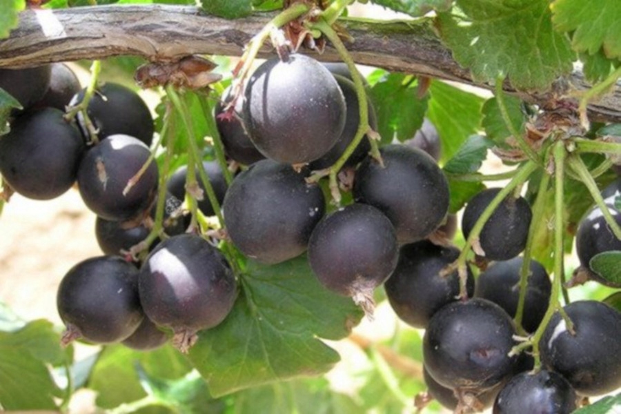 PORZECZKOAGREST Josta - sadzonki w doniczkach