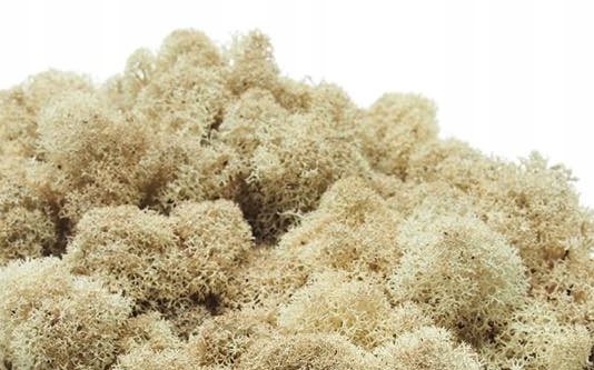 Mech Chrobotek Fiński - naturalny -100g Marka bez marki