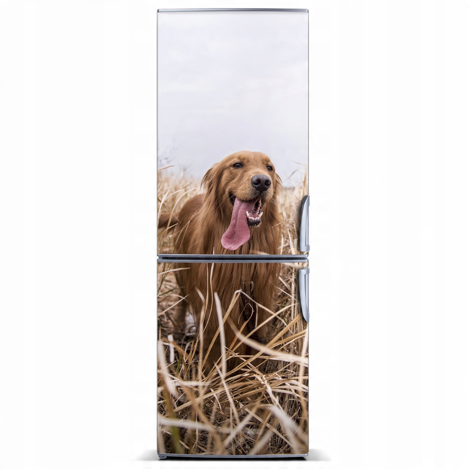 

Naklejka Magnes na lodówkę Golden retriever 60x180