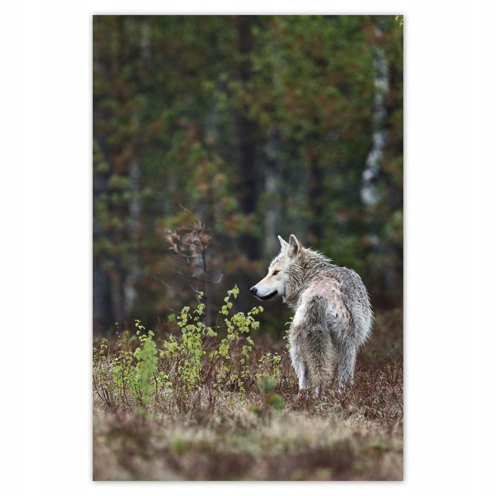 

Plakat 62x93 Wilk Wilki Wolf